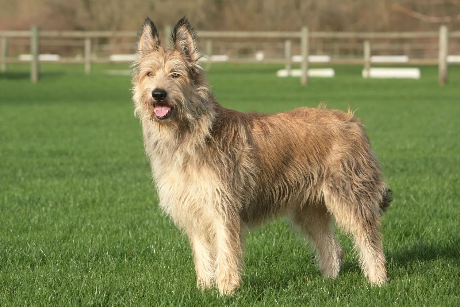Berger de Picardie puppies and breeders Here you can find Berger de Picardies breeders near you.