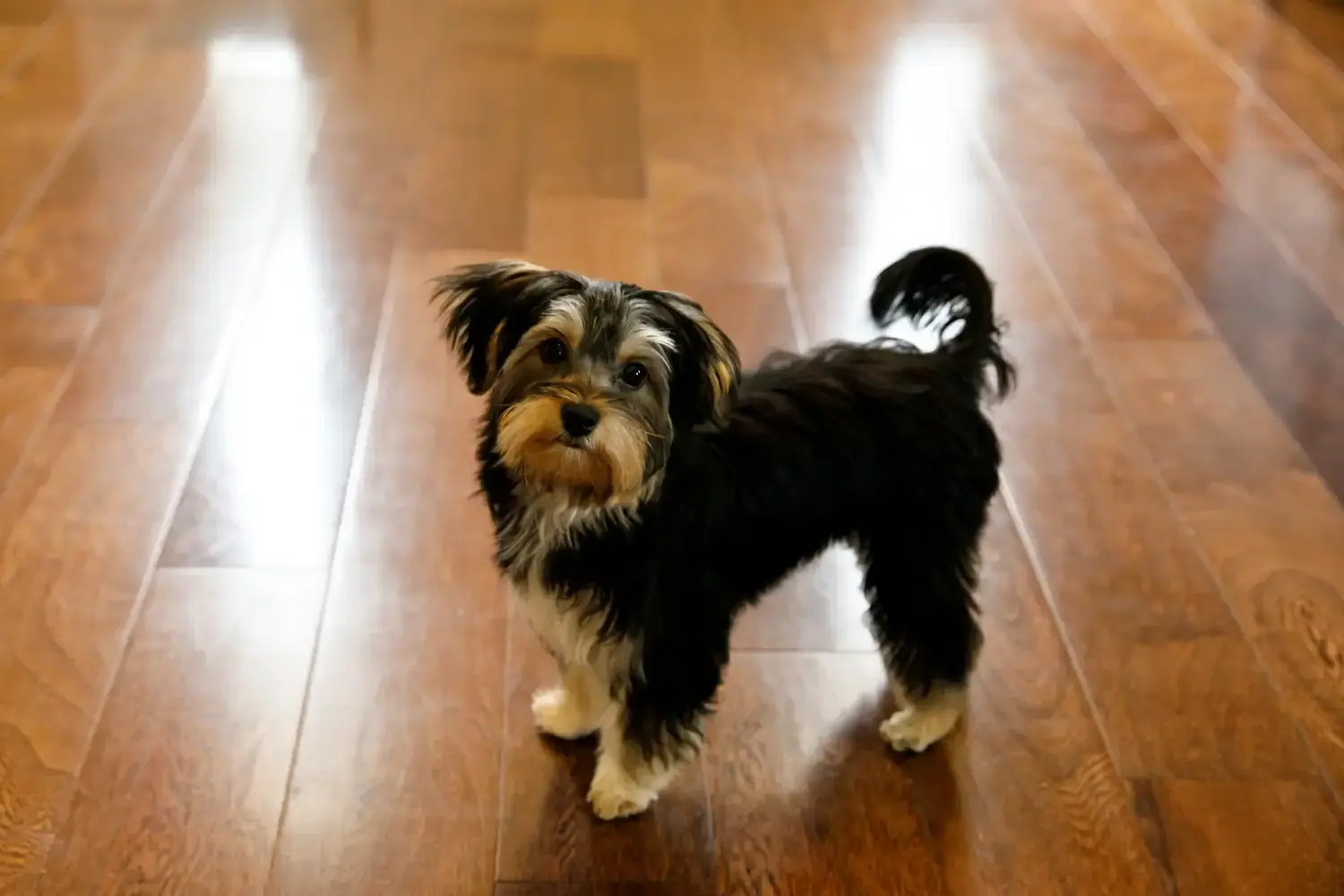 Morkie puppies and breeders Here you can find Morkies breeders near you.