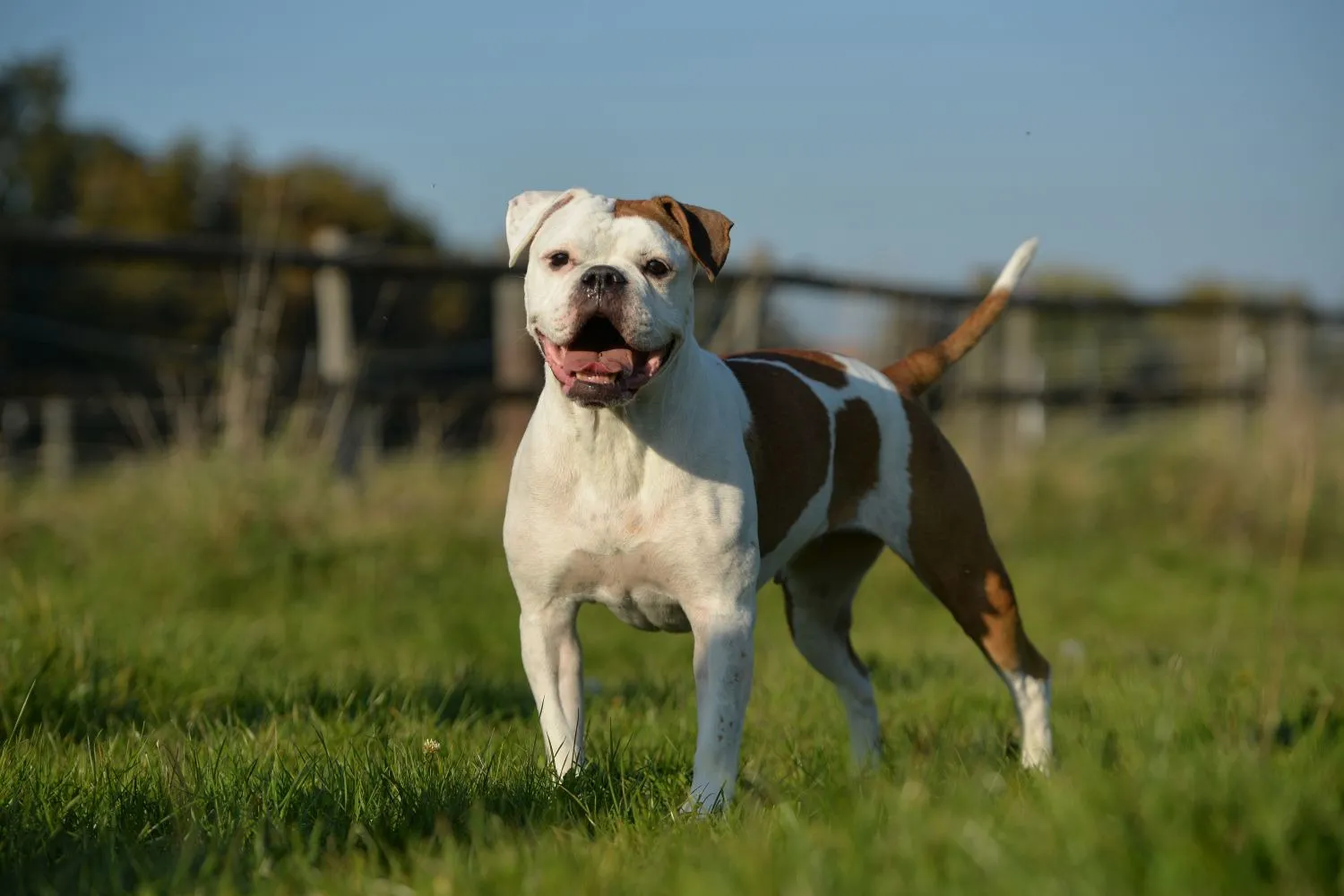 Read more about the article Olde English Bulldog breeder