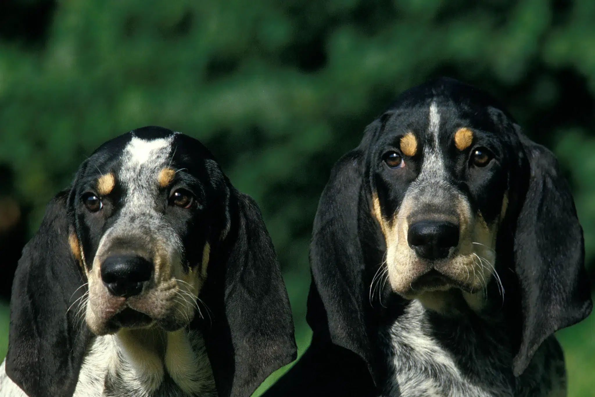 Read more about the article Petit Bleu de Gascogne breeder