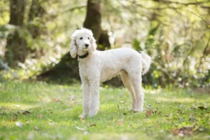 Read more about the article Poodle breeder