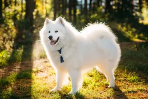 Read more about the article Samoyed breeder