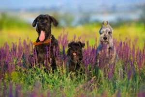 Read more about the article Schnauzer breeder