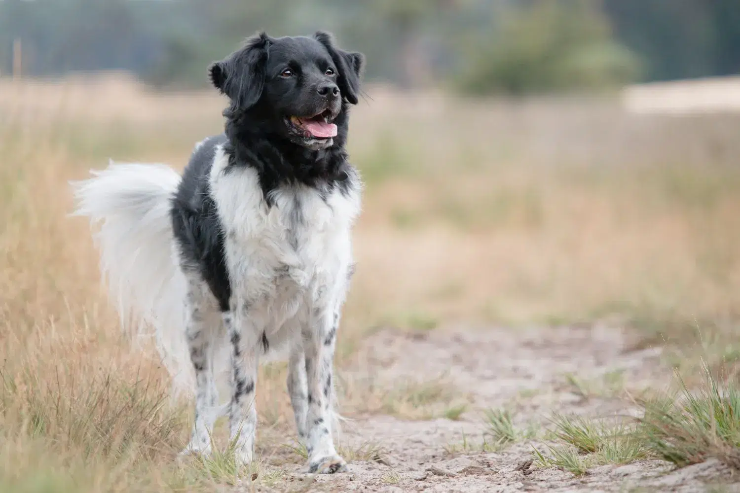Stabij puppies and breeders Here you can find Stabijs breeders near you.