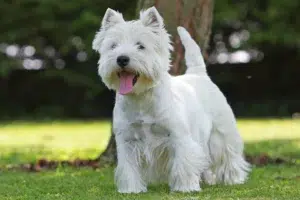 Read more about the article Westie breeder