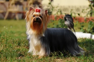 Read more about the article Yorkshire Terrier Breeder
