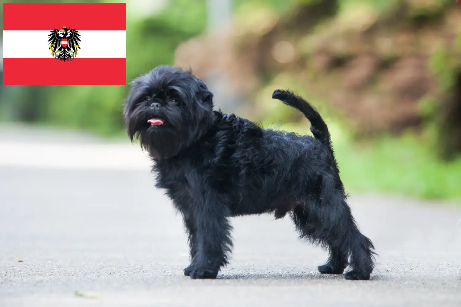 Affenpinscher puppies and breeders Austria Here you can find Affenpinscher breeders in Austria.