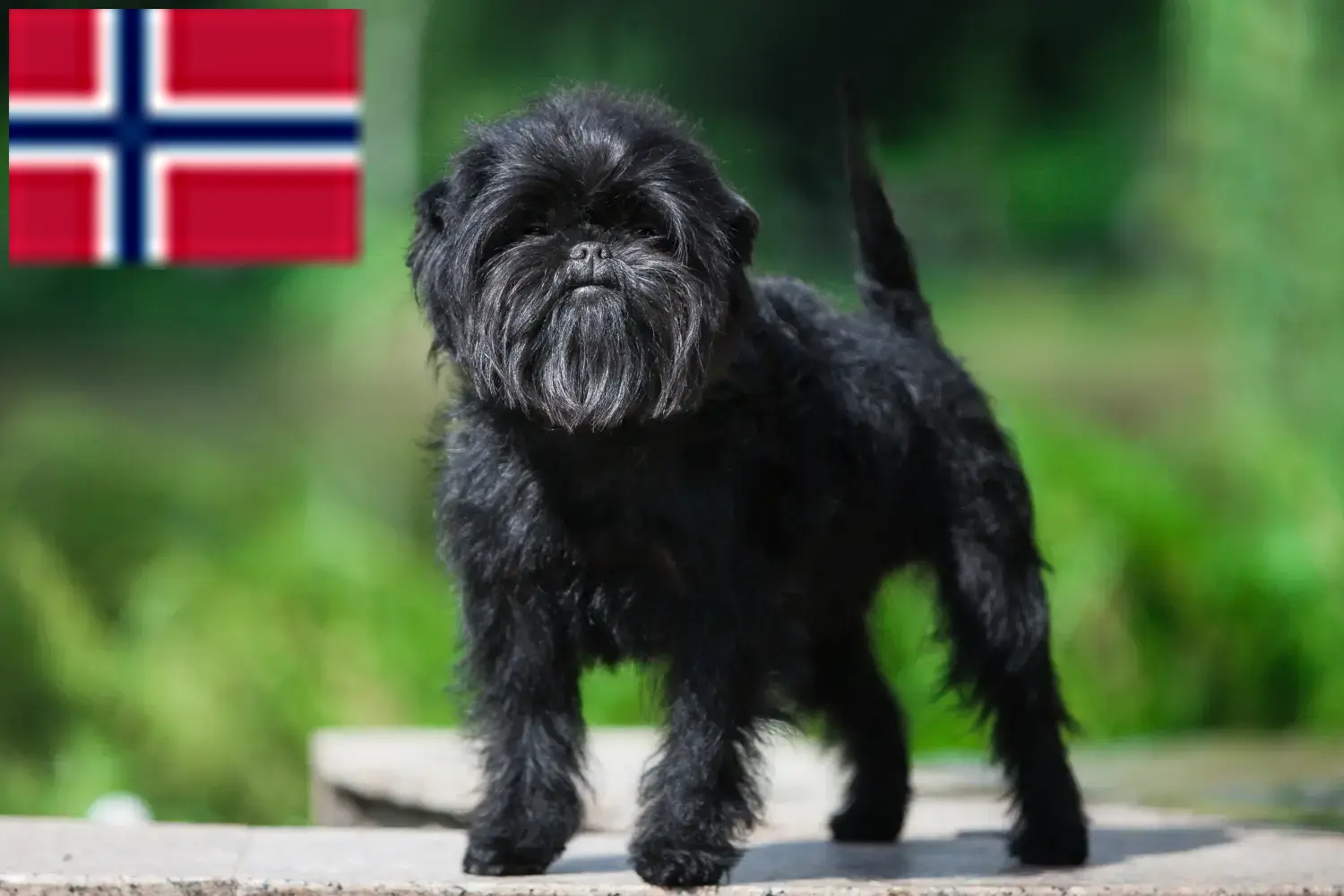 Affenpinscher puppies and breeders Norway Here you can find Affenpinscher breeders in Norway.