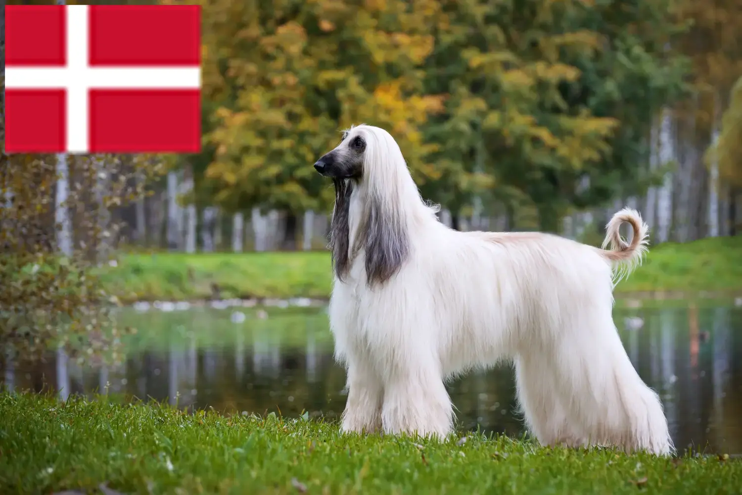 Afghan Hound puppies and breeders Denmark Find Afghan Hound breeders in Denmark here.