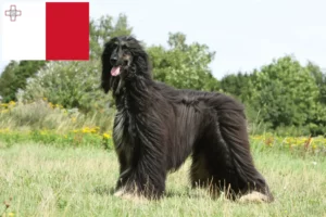 Read more about the article Afghan greyhound breeder and puppies in Malta