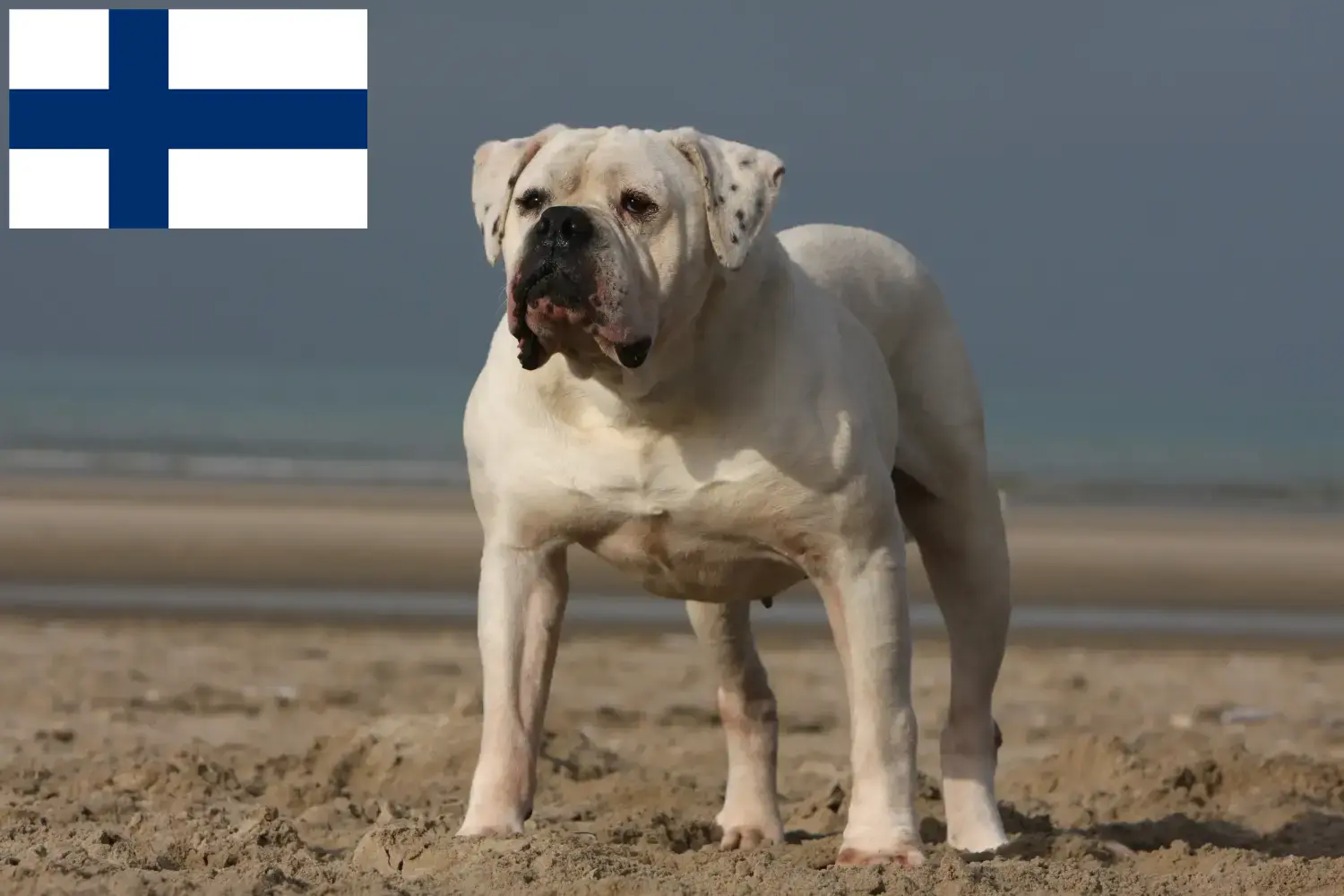 Read more about the article American Bulldog breeders and puppies in Finland