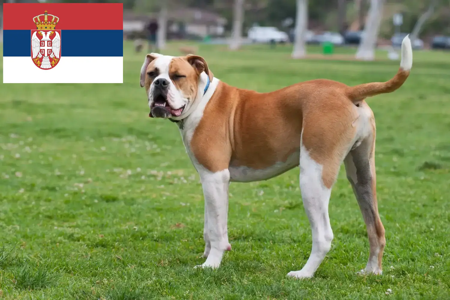 Read more about the article American Bulldog breeders and puppies in Serbia