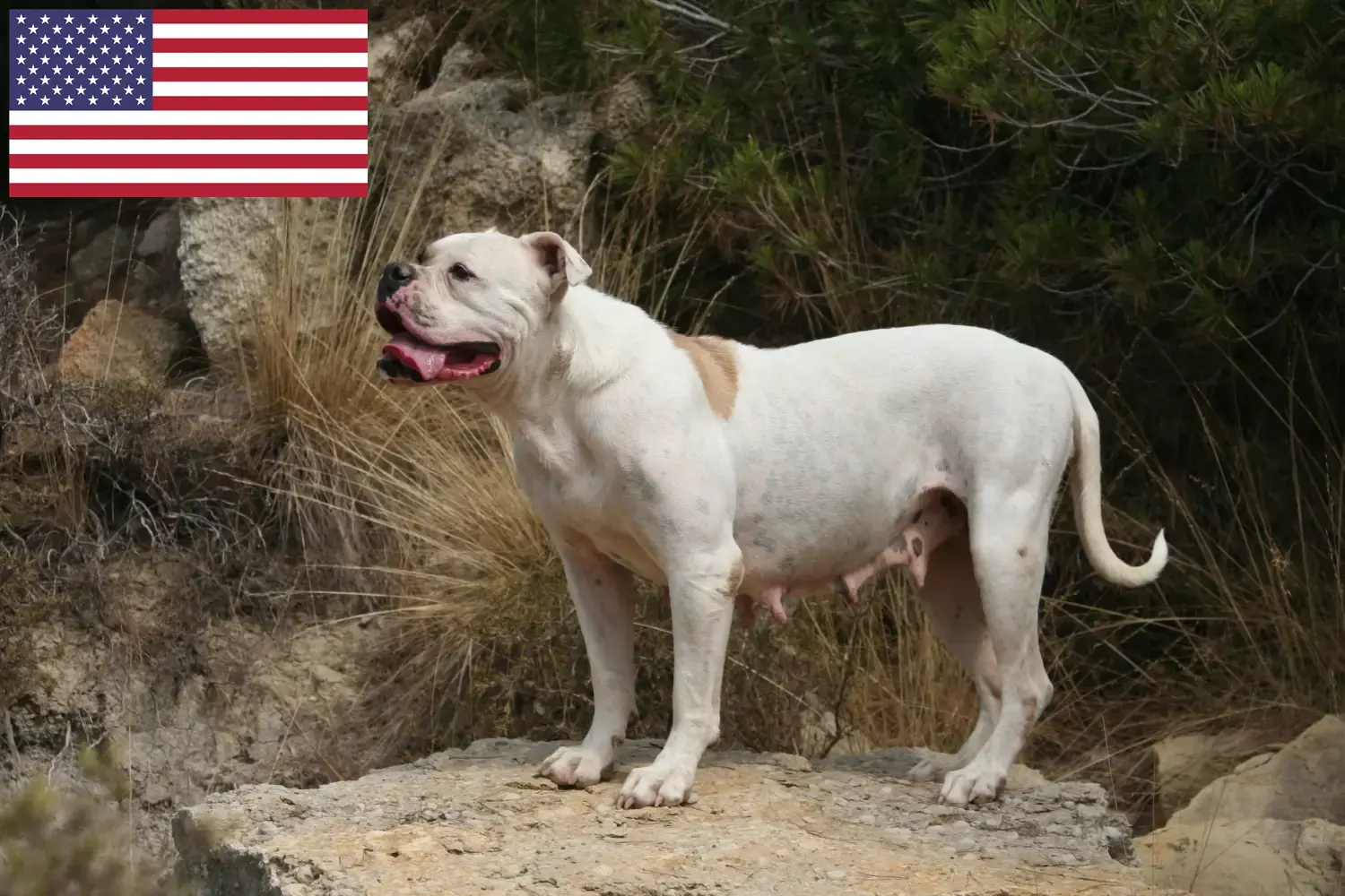 Read more about the article American Bulldog breeders and puppies in the USA