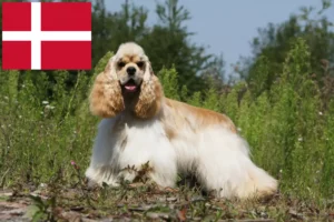 Read more about the article American Cocker Spaniel breeders and puppies in Denmark