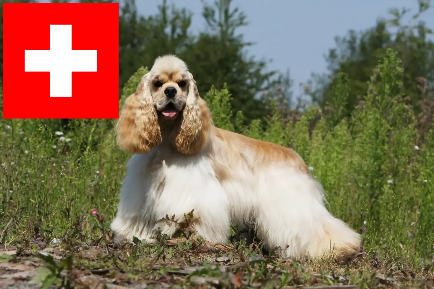 American Cocker Spaniel puppies and breeders Switzerland Here you can find American Cocker Spaniels breeders in Switzerland.