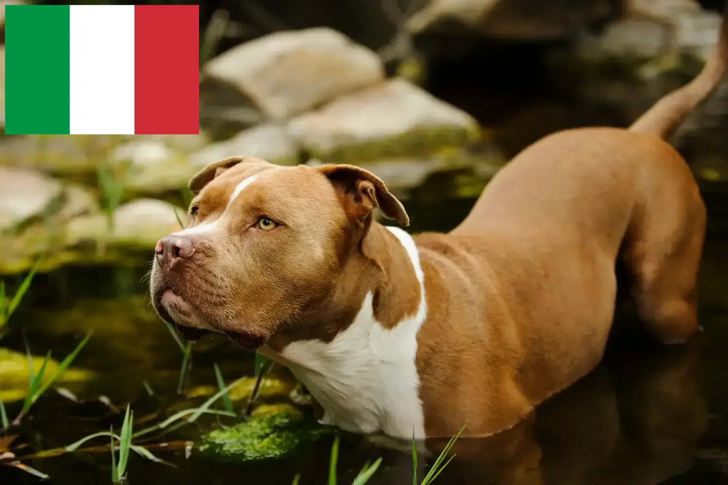 American Pit Bull Terrier puppies and breeders Italy Here you can find American Pit Bull Terrier breeders in Italy.