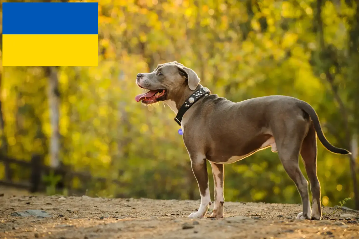 American Pit Bull Terrier puppies and breeders Ukraine Here you can find American Pit Bull Terrier breeders in der Ukraine.