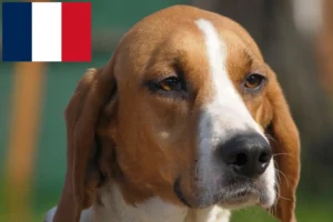 Read more about the article Anglo-Français de Petite Vénerie breeders and puppies on Réunion