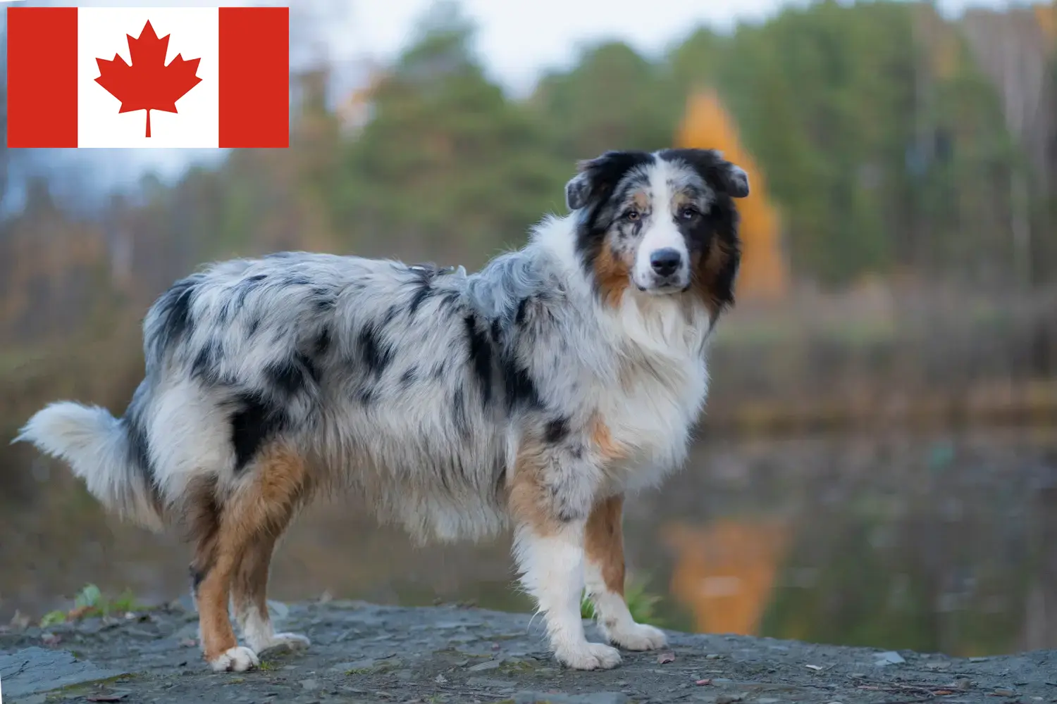 Australian Shepherd puppies and breeders Canada Here you can find Australian Shepherd breeders in Canada.