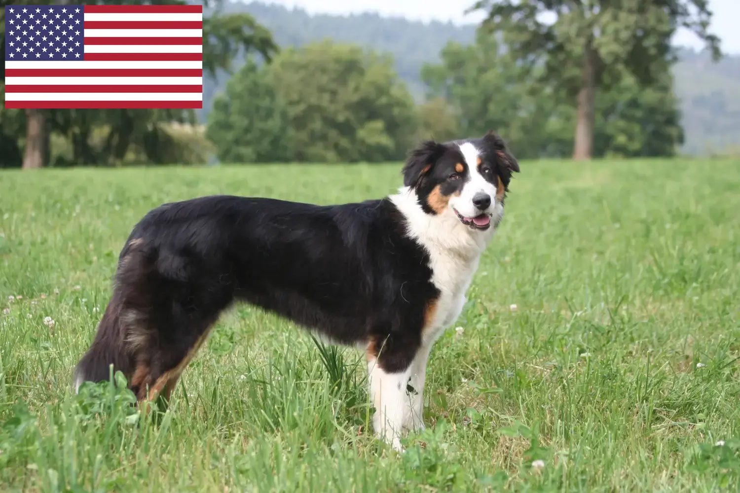 Australian Shepherd puppies and breeders USA Here you can find Australian Shepherds breeders in the USA.