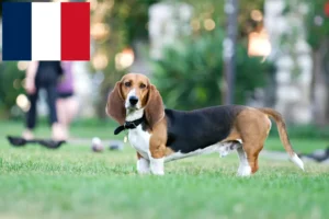 Read more about the article Basset Artésien Normand breeders and puppies in France