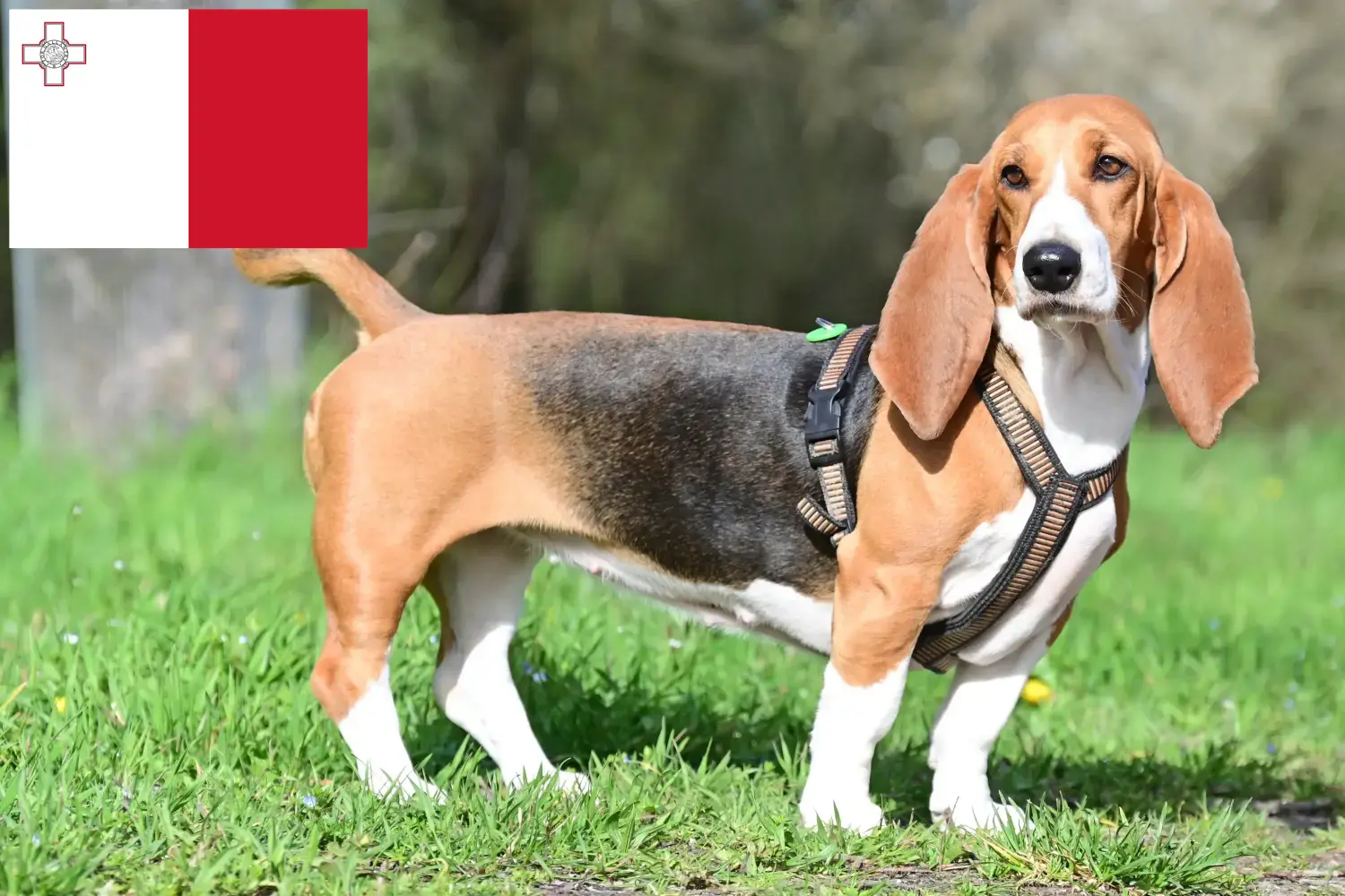 Basset Hound puppies and breeders Malta Here you can find Basset Hounds breeders auf Malta.