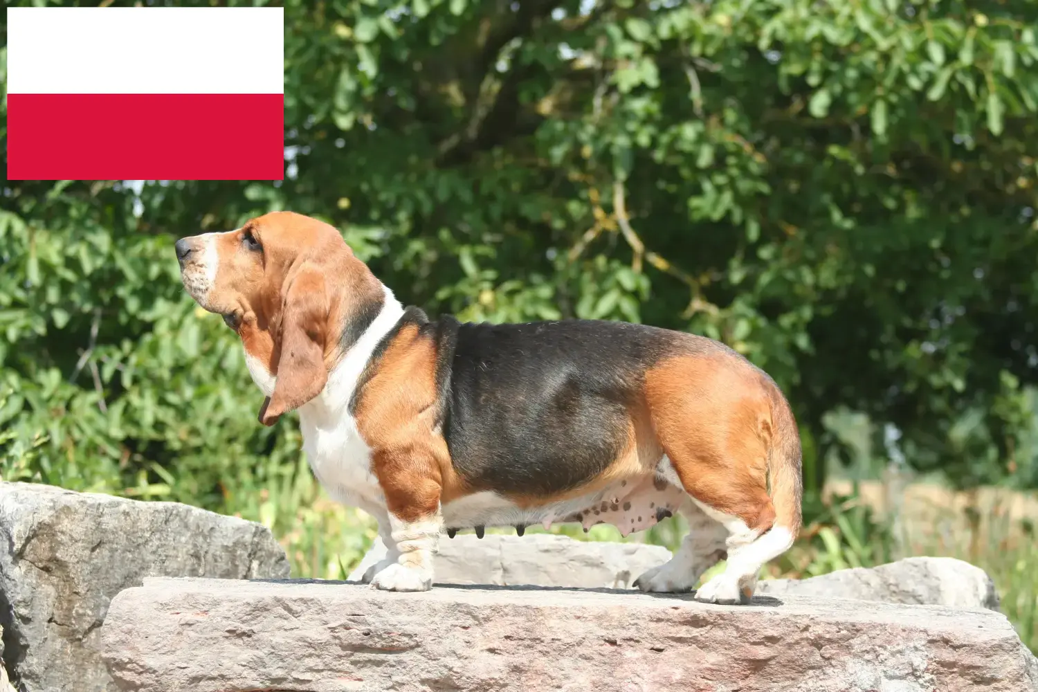 Basset Hound puppies and breeders Poland Here you can find Basset Hounds breeders in Poland.