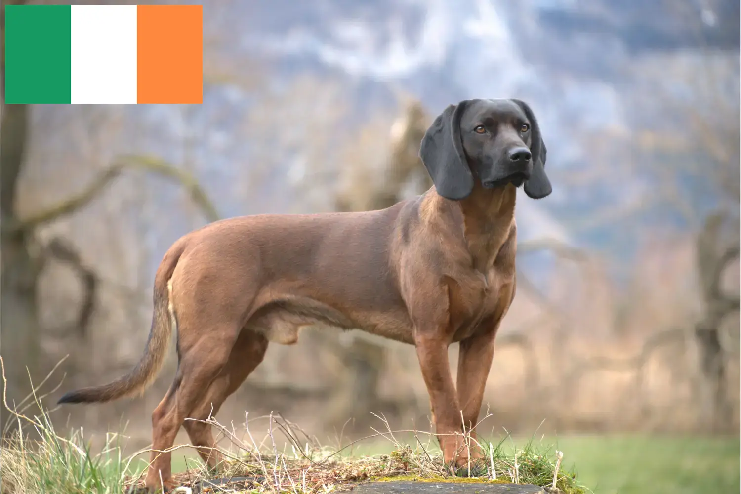 Bavarian Mountain Hound puppies and breeders Ireland Here you can find Bavarian Mountain Hound breeders in Ireland.