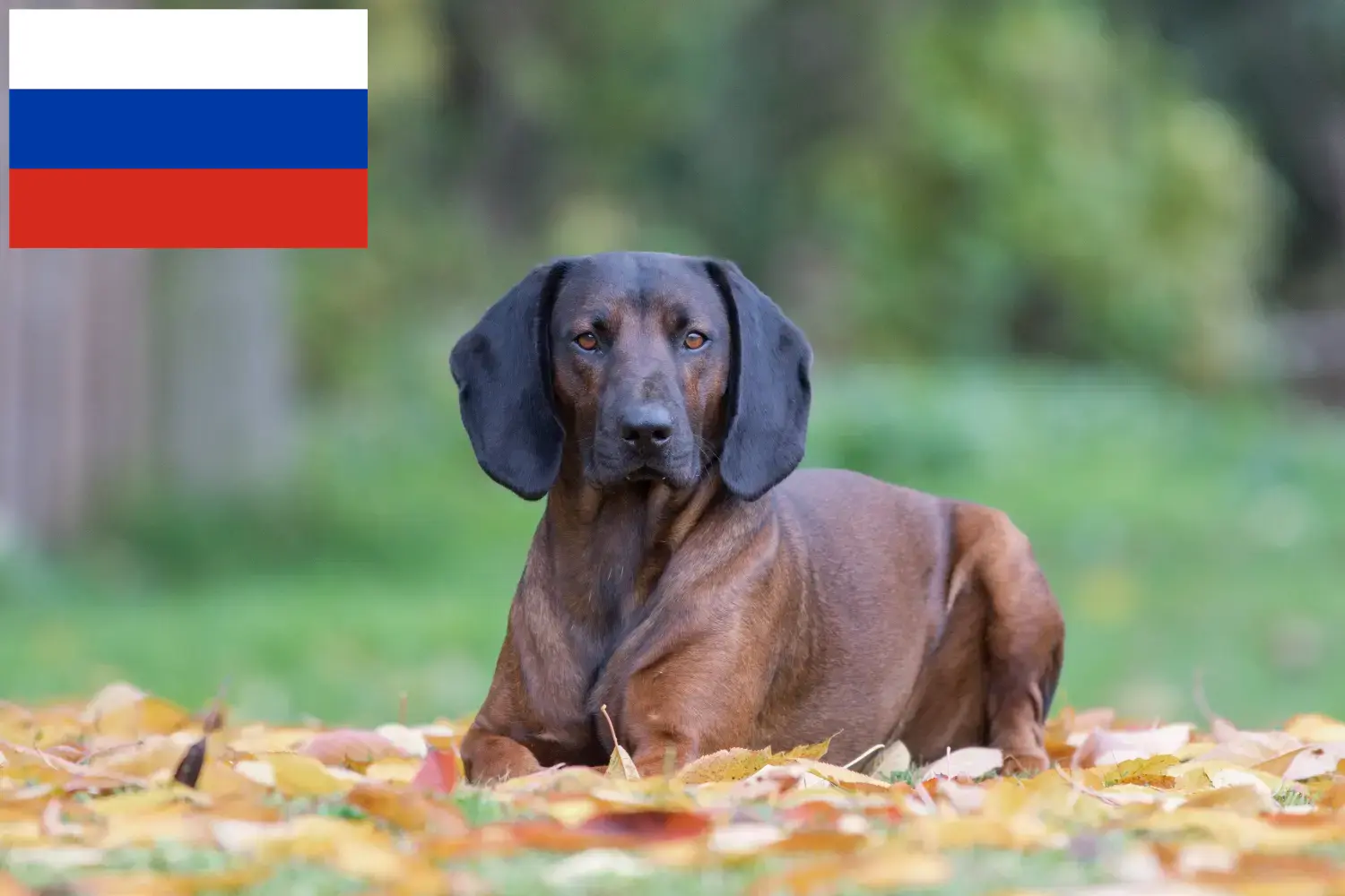 Bavarian Mountain Hound puppies and breeders Russia Here you can find Bavarian Mountain Hound breeders in Russia.