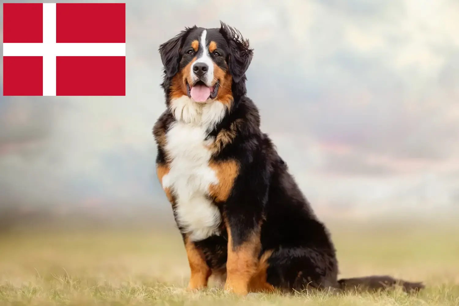 Bernese Mountain Dog Puppies and Breeder Denmark Find Bernese Mountain Dog breeders in Denmark.