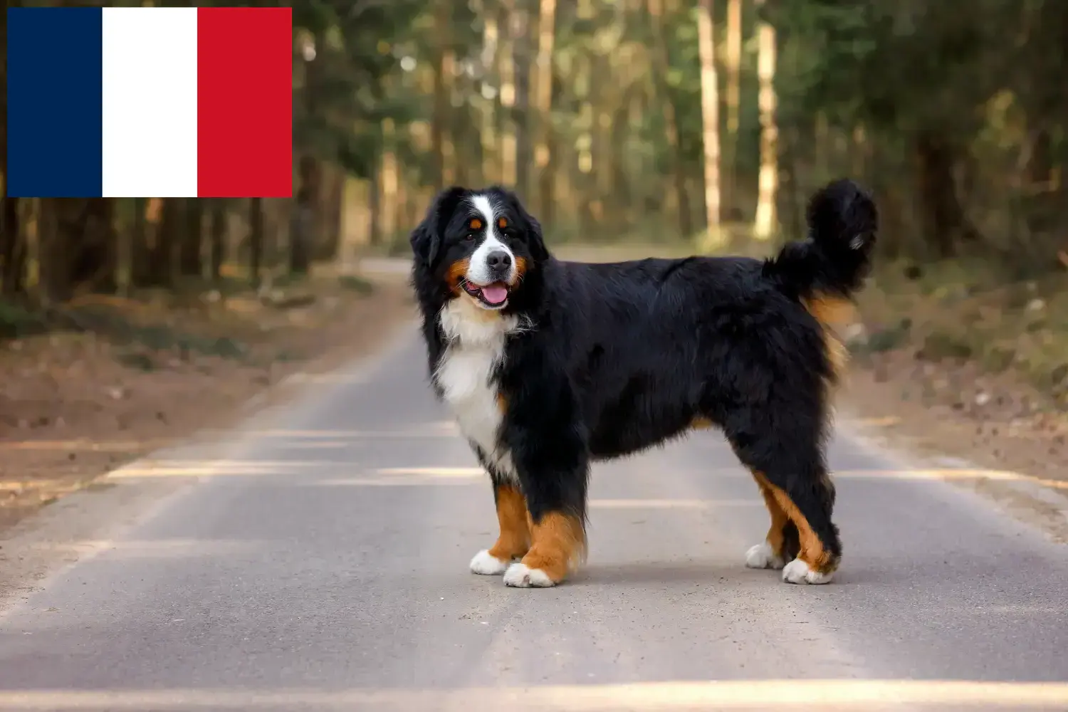 Bernese Mountain Dog Puppies and Breeder France Find Bernese Mountain Dog breeders in France.