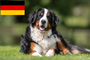 Read more about the article Bernese Mountain Dog Breeder and Puppies in Germany