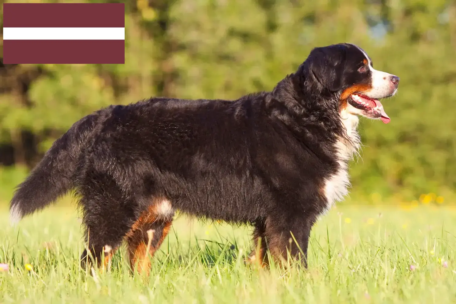Bernese Mountain Dog Puppies and Breeder Latvia Find Bernese Mountain Dog breeders in Latvia.