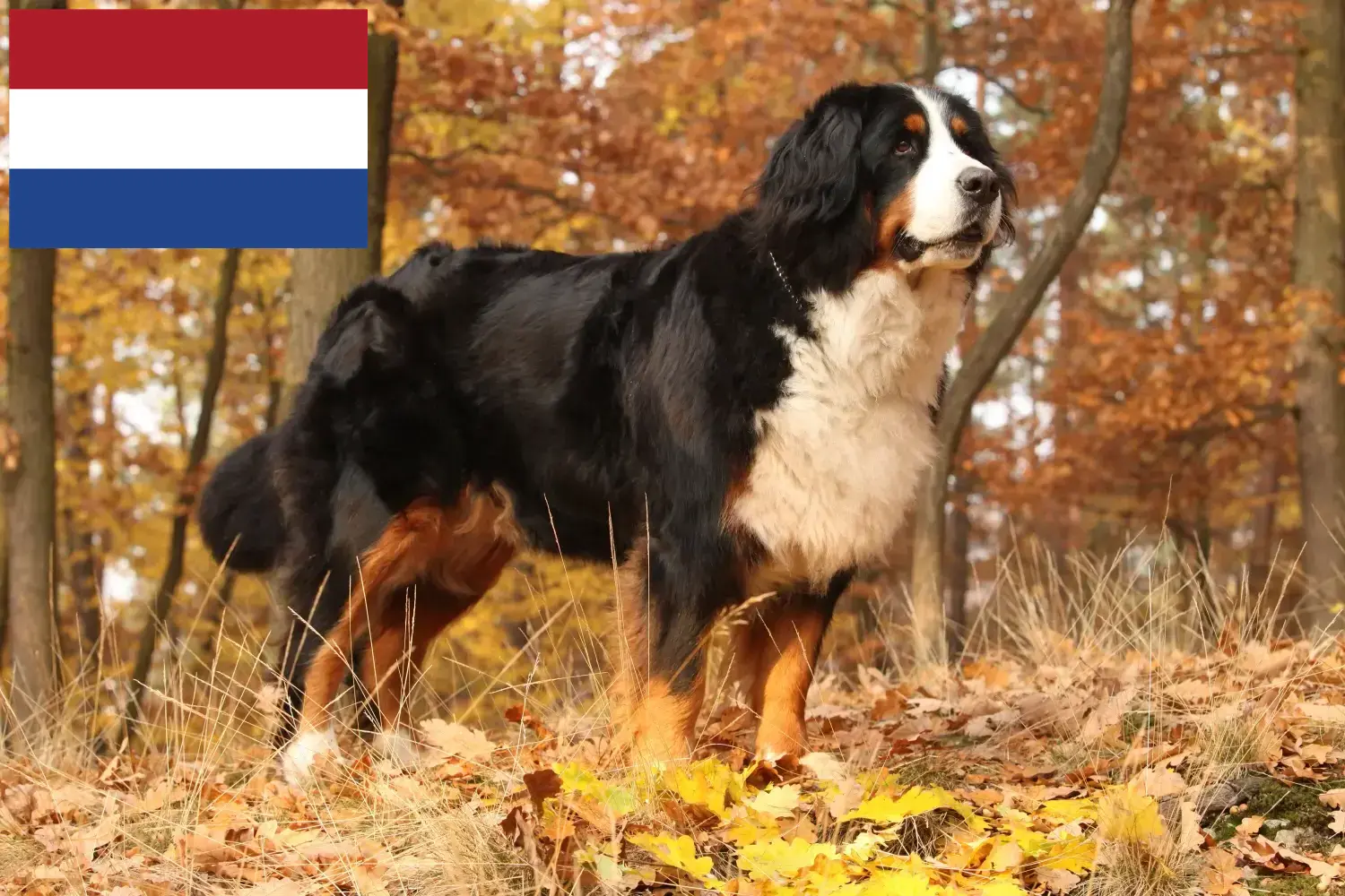 Read more about the article Bernese Mountain Dog breeders and puppies in the Netherlands