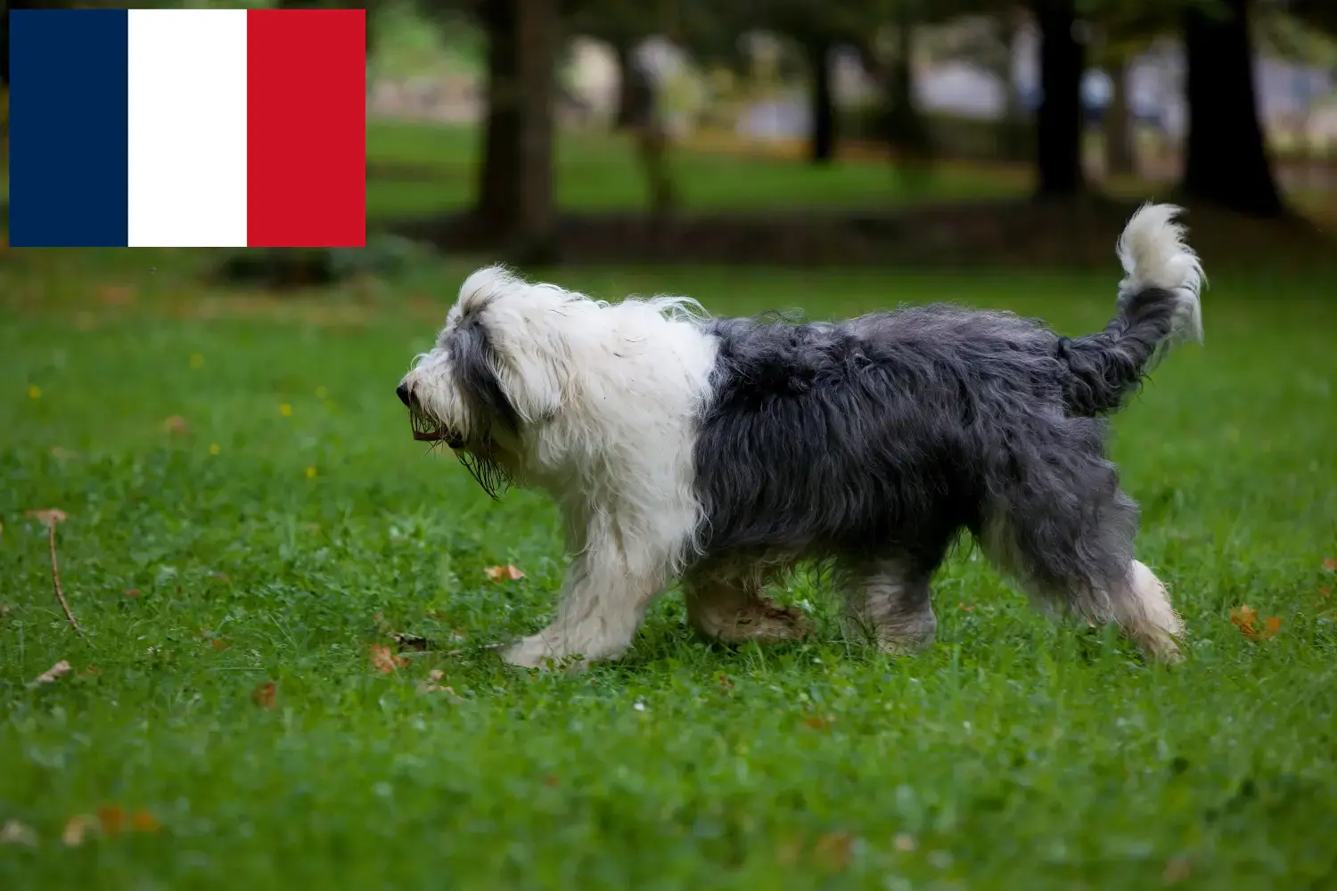 Bobtail puppies and breeders France Here you can find Bobtails breeders in France.