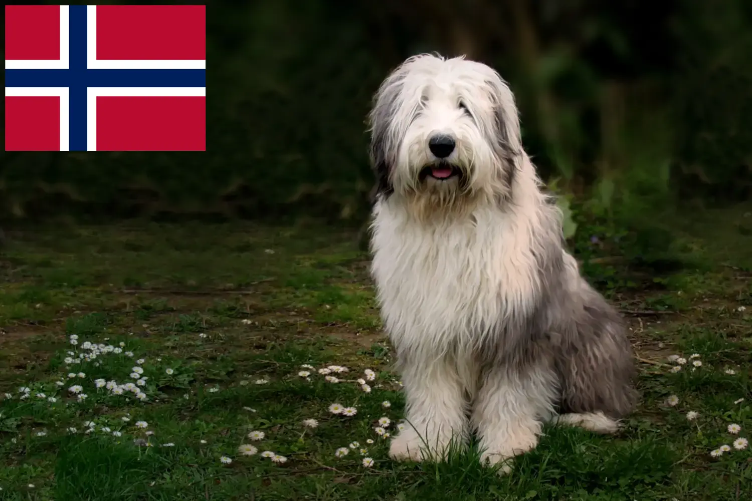 Bobtail puppies and breeders Norway Here you can find Bobtails breeders in Norway.