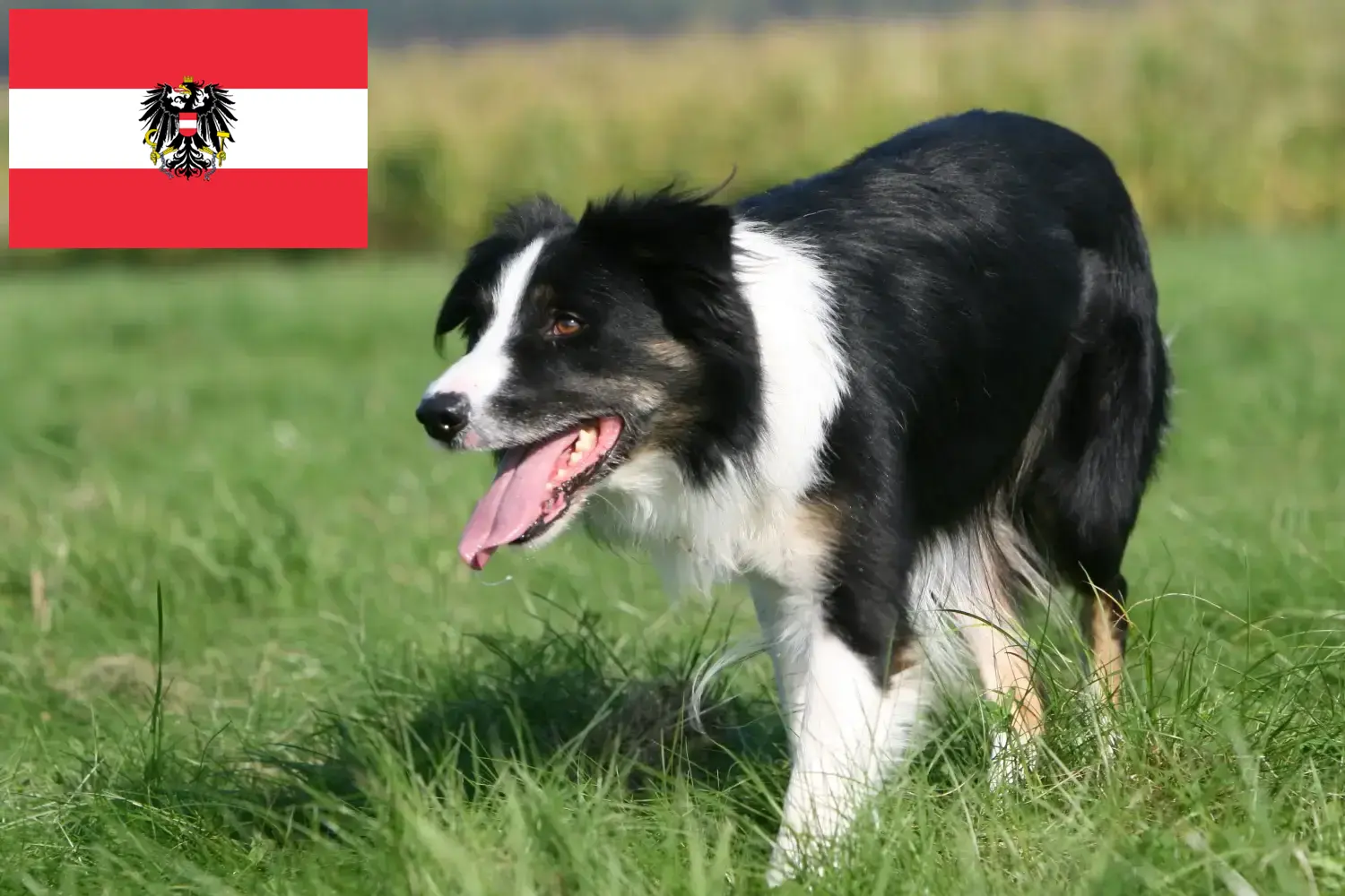 Border Collie puppies and breeders Austria Here you can find Border Collies breeders in Austria.