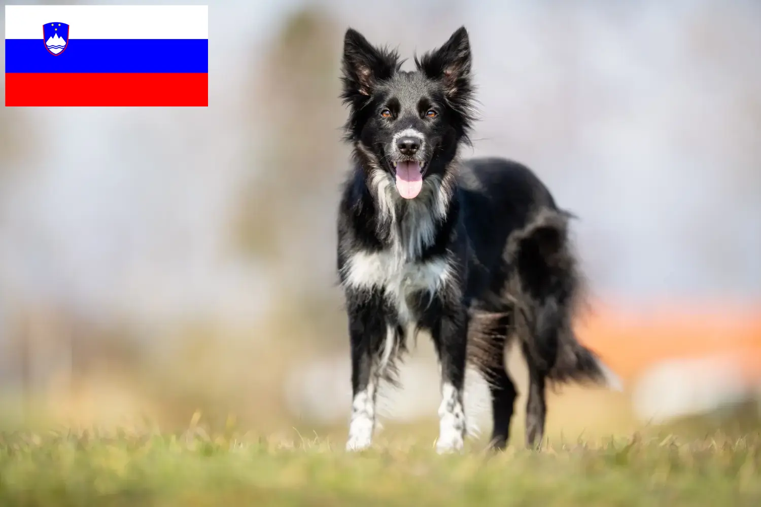 Border Collie puppies and breeders Slovenia Find Border Collies breeders in Slovenia.