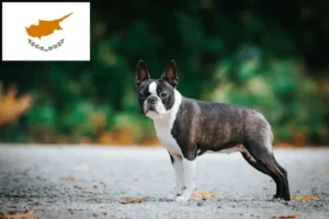 Read more about the article Boston Terrier breeders and puppies in Cyprus