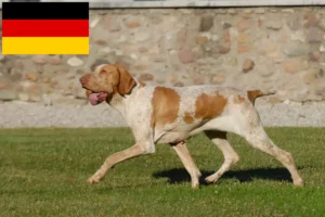 Read more about the article Bracco Italiano breeders and puppies in Germany