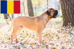 Read more about the article Bullmastiff breeders and puppies in Romania