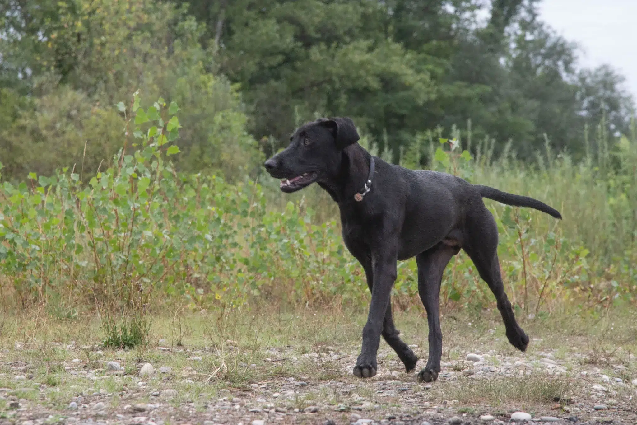 Read more about the article Ca de Bestiar breeder