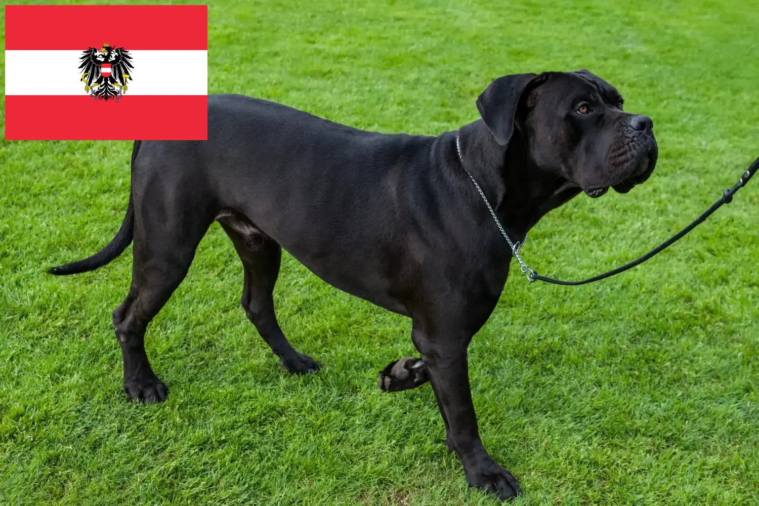 Read more about the article Cane Corso Italiano breeders and puppies in Austria
