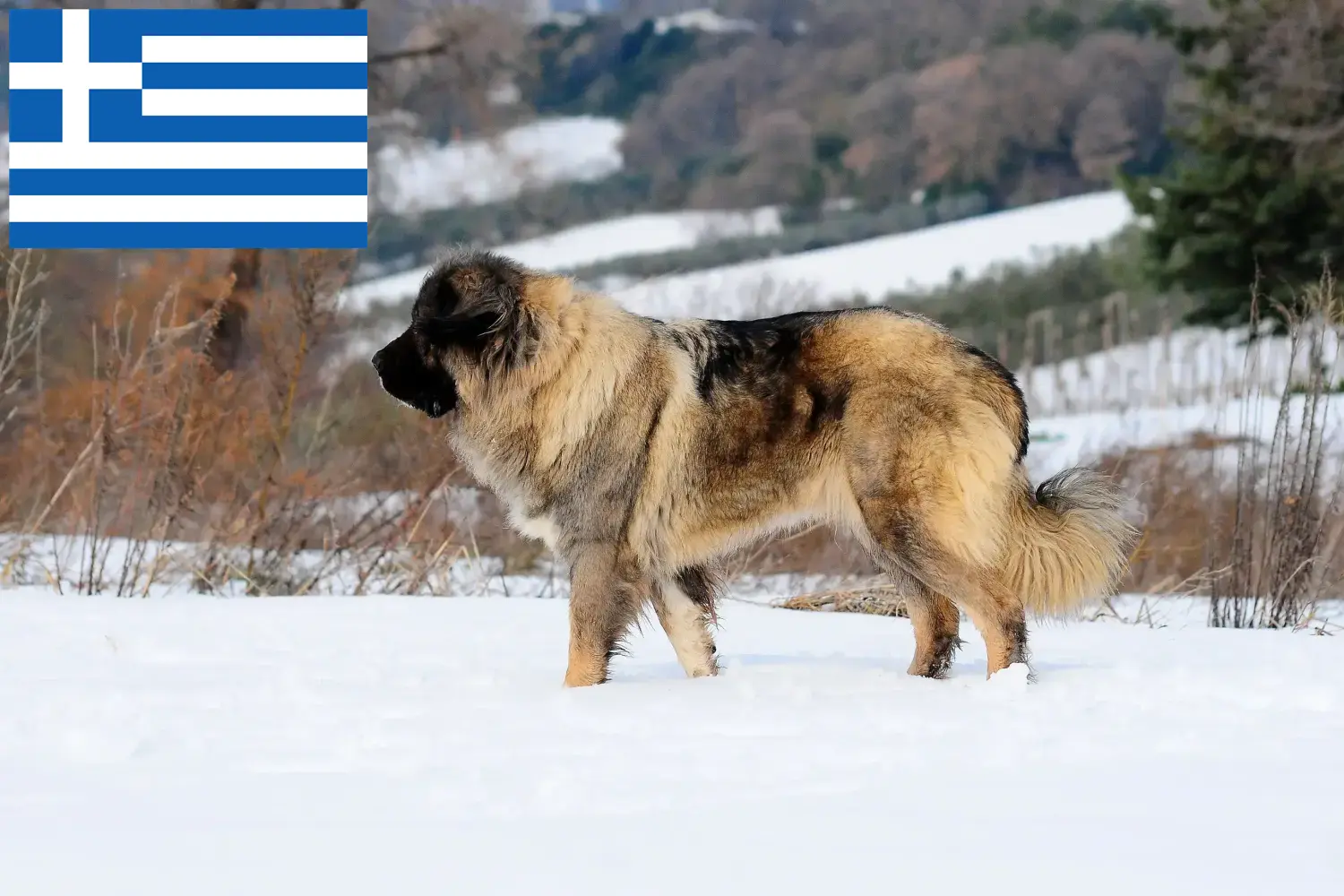 Caucasian Shepherd Dog Puppies and Breeder Greece Find Caucasian Shepherd Dog breeders in Greece.
