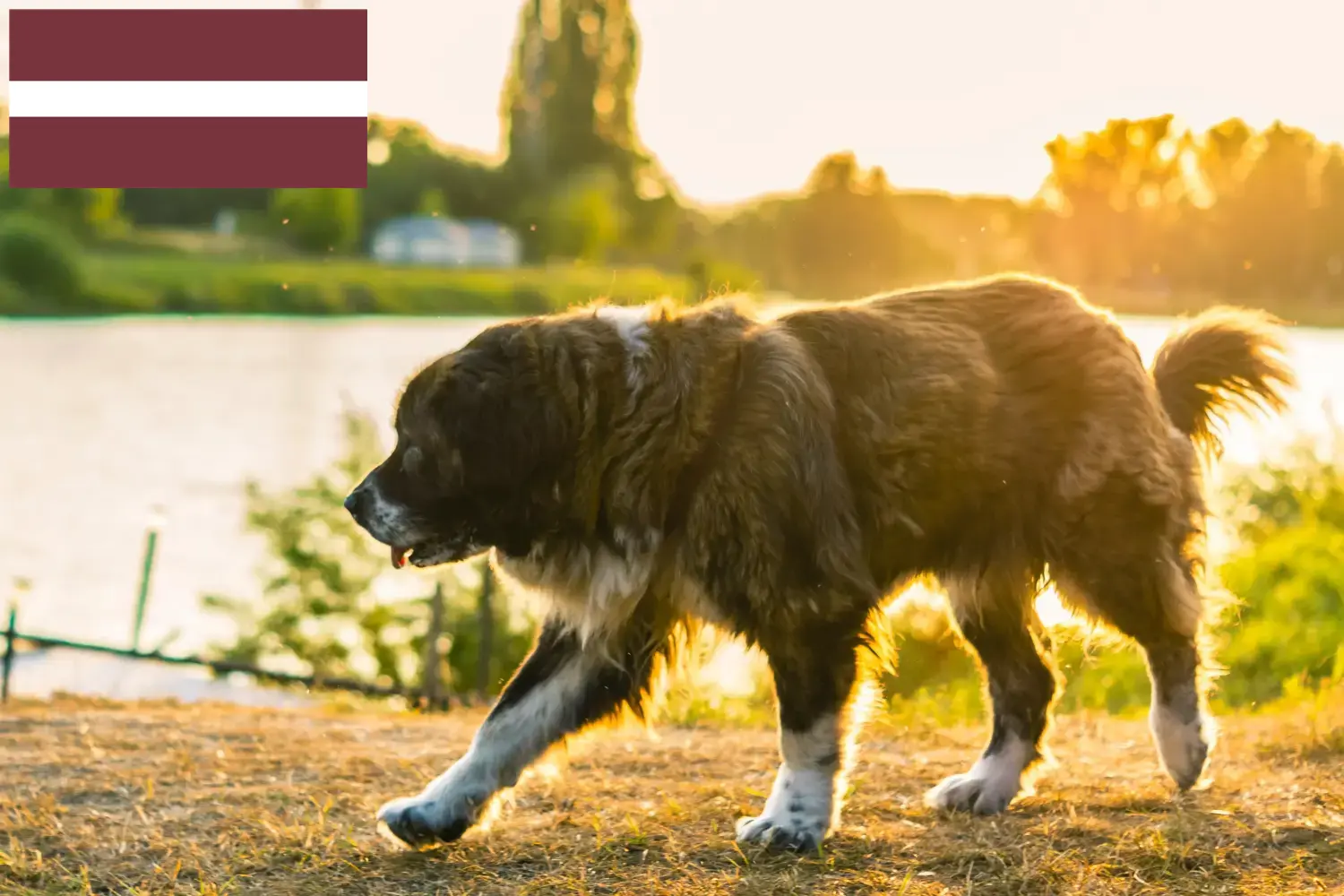 Caucasian Shepherd Puppies and Breeder Latvia Find Caucasian Shepherd Dog breeders in Latvia.