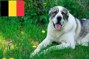 Read more about the article Central Asian Shepherd Dog Breeder and Puppies in Belgium