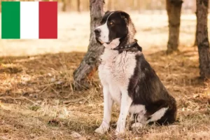 Read more about the article Central Asian Shepherd Dog Breeder and Puppies in Italy