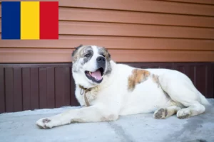 Read more about the article Central Asian Shepherd Dog Breeder and Puppies in Romania