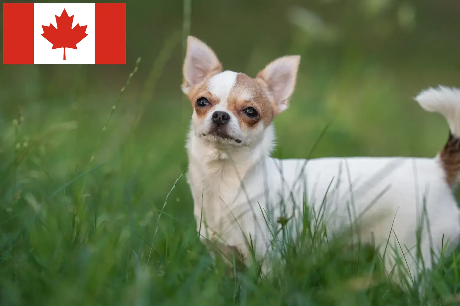 Chihuahua puppies and breeders Canada Find Chihuahua breeders in Canada here.