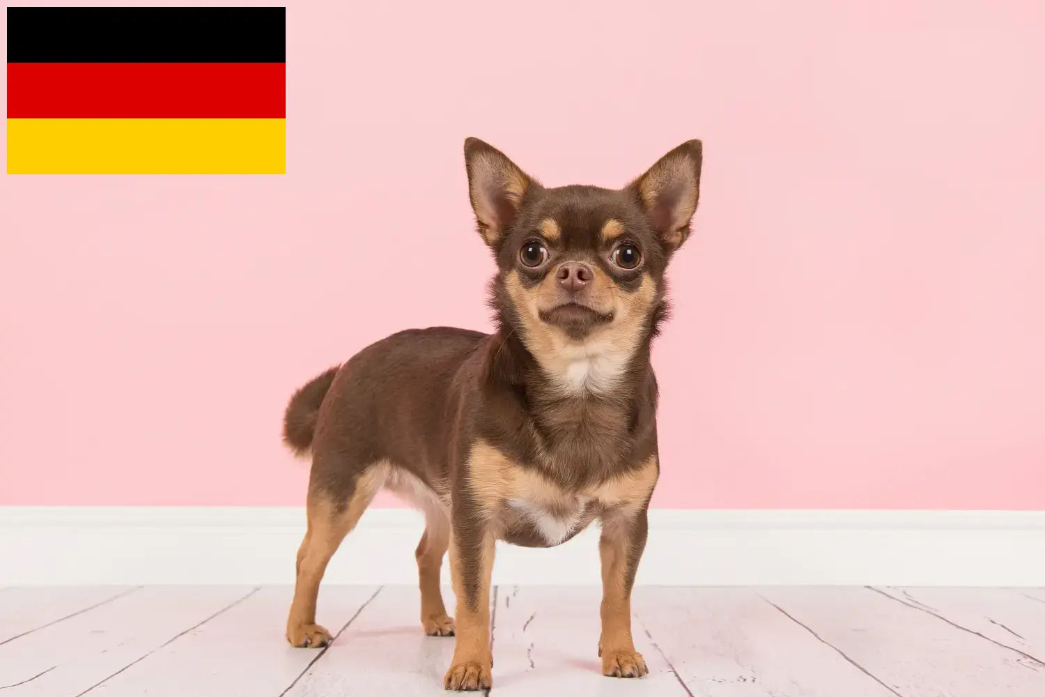 Chihuahua puppies and breeders Germany Here you can find Chihuahua breeders in Germany.